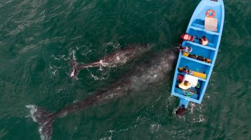 Captan extraordinario video de ballena amamantando a su cría