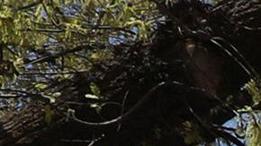 Niña de 12 años atacó con ácido a otra menor de edad en un parque infantil de Detroit