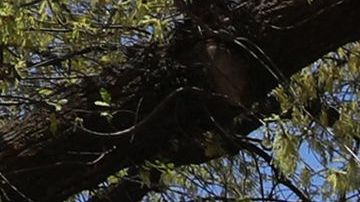 Niña de 12 años atacó con ácido a otra menor de edad en un parque infantil de Detroit