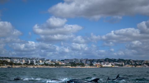 Raros delfines rosados son vistos ​​nadando en Louisiana