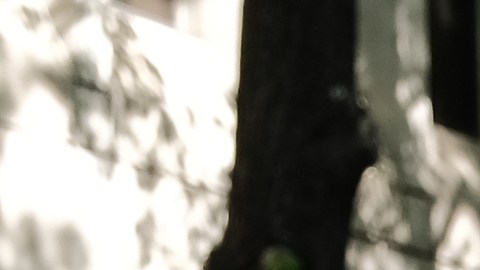 Niña de un año muere tras disparo accidental por parte de su hermano de tres años en California