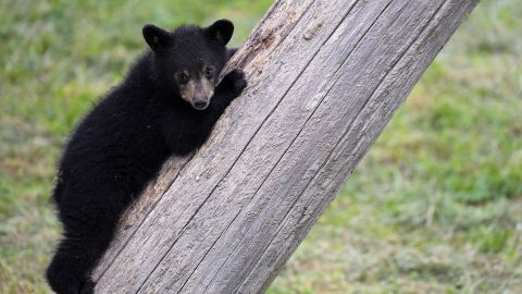 Mujer en Maine fue mordida por un oso negro después de defender a su perro