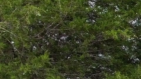Buzos se alistan para búsqueda de niños arrastrados por la inundación repentina de Pensilvania