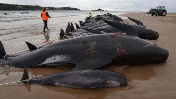La misteriosa muerte de una manada de 55 ballenas varadas en una playa de Escocia