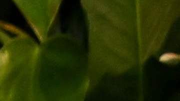 Bruce Mwape, seleccionador de Zambia.