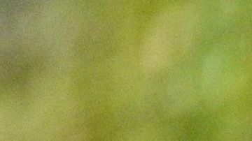 Investigadores descubren que ciervos salvajes transmitieron COVID a los humanos varias veces