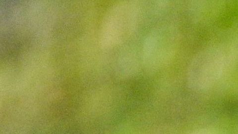 Investigadores descubren que ciervos salvajes transmitieron COVID a los humanos varias veces