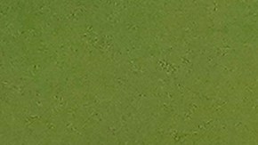 Rodolfo Pizarro, mediocampista con pasado en el Inter Miami.