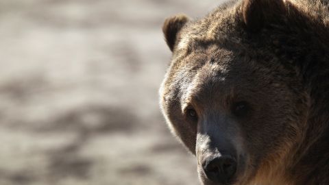 Autoridades halla cuerpo de mujer en Yellowstone, sospechan de fatal encuentro con un oso