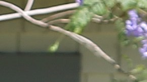 ARCADIA, CALIFORNIA - JUNE 08: A peafowl walks near a person mowing a lawn on June 8, 2021 in Arcadia, California. Peacocks have recently become a nuisance to some residents in the region where they roam free after a peafowl relocation program was halted during the pandemic. The Los Angeles County Board of Supervisors is preparing a vote on an ordinance that would ban the intentional feeding of any peafowl with a fine of $1000 or up to six months in prison. (Photo by Mario Tama/Getty Images)
