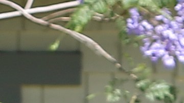 ARCADIA, CALIFORNIA - JUNE 08: A peafowl walks near a person mowing a lawn on June 8, 2021 in Arcadia, California. Peacocks have recently become a nuisance to some residents in the region where they roam free after a peafowl relocation program was halted during the pandemic. The Los Angeles County Board of Supervisors is preparing a vote on an ordinance that would ban the intentional feeding of any peafowl with a fine of $1000 or up to six months in prison. (Photo by Mario Tama/Getty Images)