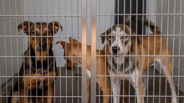 Encuentran a 30 perros muertos en un refugio de animales en Ohio
