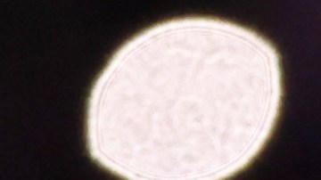 Messi lideró a Argentina en el Mundial de Qatar 2022.