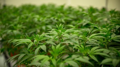 FLORENCE, ITALY - MARCH 01: A general view shows the cannabis (or marijuana) plants destined for the production of the drug for medical use in the growing room at the Military Chemical and Pharmaceutical Institute (Stabilimento Chimico e Farmaceutico Militare - SCFM/AID), on March 1, 2023 in Florence, Italy. Defence Industries Agency is part of Italy's Defence Ministry and handles the commercialisation of the state's defence enterprises. This year the agency plans to produce 700 kilograms of cannabis to cover nearly half of the 1,500 kilograms required annually in the country for those in need of pain relief, such as people with cancer or Parkinson's disease. (Photo by Antonio Masiello/Getty Images)