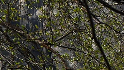 Encuentran cuerpo de excursionista desaparecido en Parque Nacional Yosemite