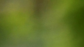 Lucas Moura en la pretemporada con el Tottenham.