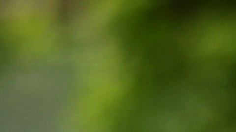 Lucas Moura en la pretemporada con el Tottenham.