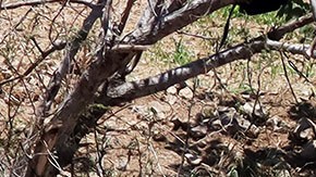 Atentado terrorista en Jalisco