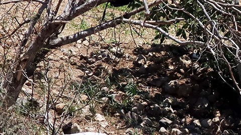 Atentado terrorista en Jalisco