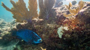 Las altas temperaturas registradas en el mar del sur de Florida pueden dañar su barrera de corales.