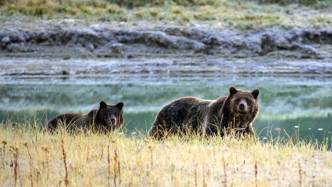 Colocan trampas para atrapar al oso que mató a una mujer en el Parque Nacional de Yellowstone
