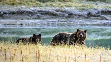 Colocan trampas para atrapar al oso que mató a una mujer en el Parque Nacional de Yellowstone