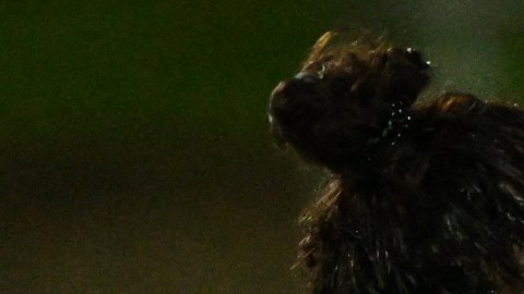 Las jugadoras de Costa Rica no pudieron ocultar su frustración por los resultados adversos.