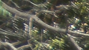 Hispano arrestado en Dallas por el asesinato de tres mujeres