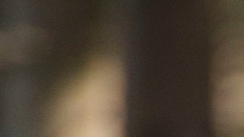 Bisonte cornea a mujer en el Parque Nacional de Yellowstone y la deja con heridas en el pecho y abdomen