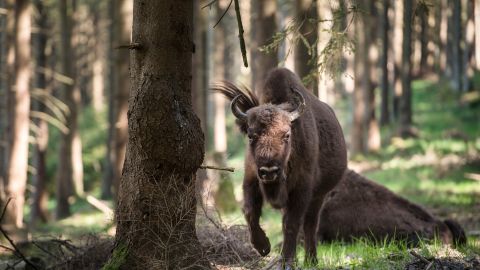 Bisonte cornea a mujer en el Parque Nacional de Yellowstone y la deja con heridas en el pecho y abdomen