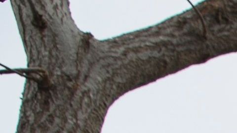 Tornado en Canadá arrasó con decenas de casas y ganado en Alberta