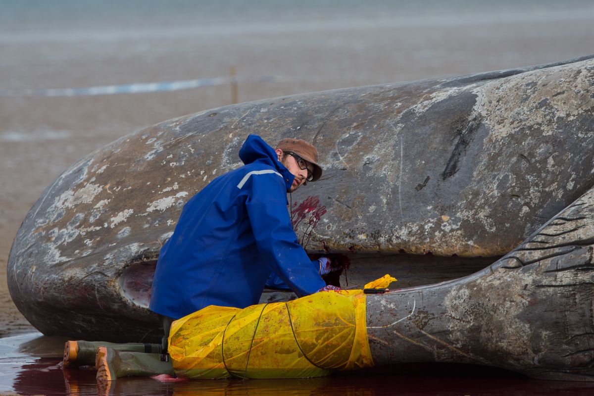 A "treasure" worth over $500,000 was found inside a dead sperm whale.
