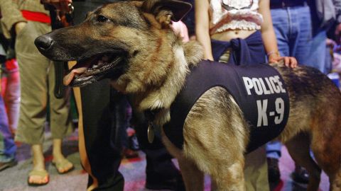 Ocho perros K-9 murieron por el calor cuando eran trasladados en un vehículo a un centro de entrenamiento en Indiana