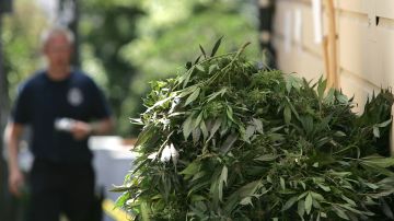 Descubren plantación ilegal de marihuana en Merced vinculada a red de trata de migrantes