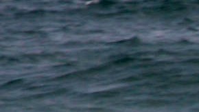 Ataques de tiburones en Florida dejaron dos heridos el fin de semana