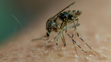 Subió a siete el número de casos de malaria reportados en Estados Unidos