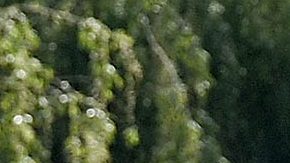 Alicia Navarro, niña latina con autismo desaparecida en 2019, es encontrada a salvo en Montana