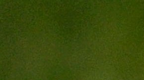 Falleció mujer de Carolina del Sur que fue atacada por un caimán cuando paseaba su perro