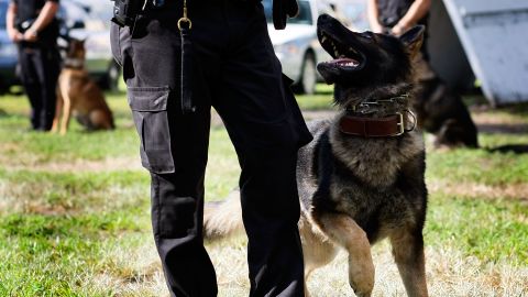 Despiden al oficial de policía de Ohio que soltó a perro policía sobre un hombre con las manos en alto