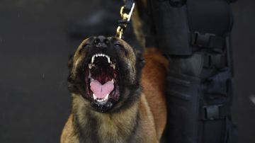 Oficial es puesto en licencia tras ataque de perro policía a sospechoso que se había entregado