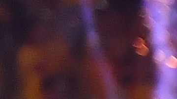 Jugadoras de Tigres de la UANL durante la celebración del título.