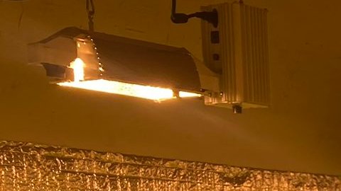 La policía de Los Ángeles informó que se encontraron centenas de plantas de marihuana en el lugar.