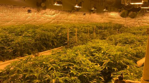 La policía de Los Ángeles informó que se encontraron centenas de plantas de marihuana en el lugar.