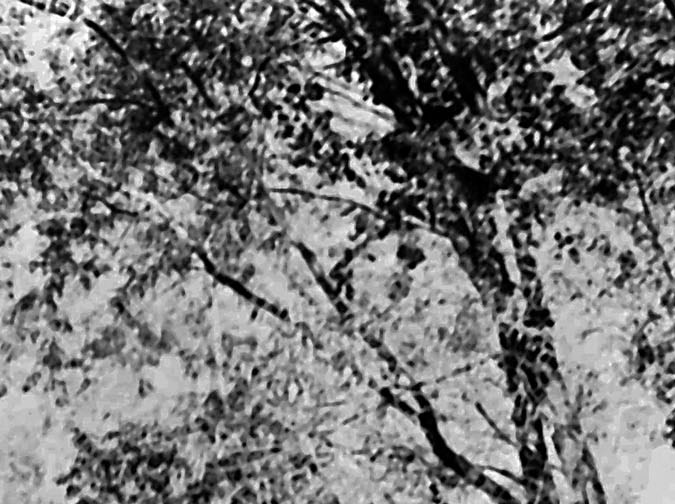 Milan Kundera en Praga en 1973.