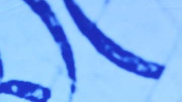 Ron DeSantis cierra filas ante la presión de las autoridades por tratar de exhibir a Donald Trump