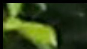 Shakira y Lewis Hamilton en el ojo del huracán.