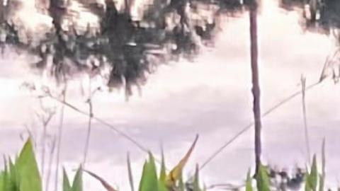 Caimán de casi 7 pies atacó a hombre de 79 años que paseaba por un campo de golf en Florida