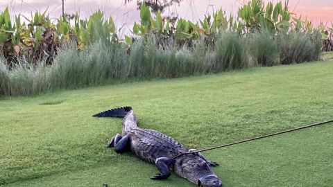 Caimán de casi 7 pies atacó a hombre de 79 años que paseaba por un campo de golf en Florida