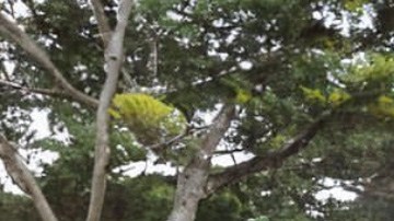 Mbappé fue la sensación en Yaundé.