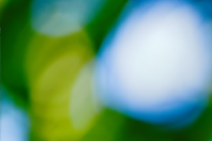 La guacamaya es igual de pintoresca que la personalidad sociable de Leo. Foto: (Shutterstock)